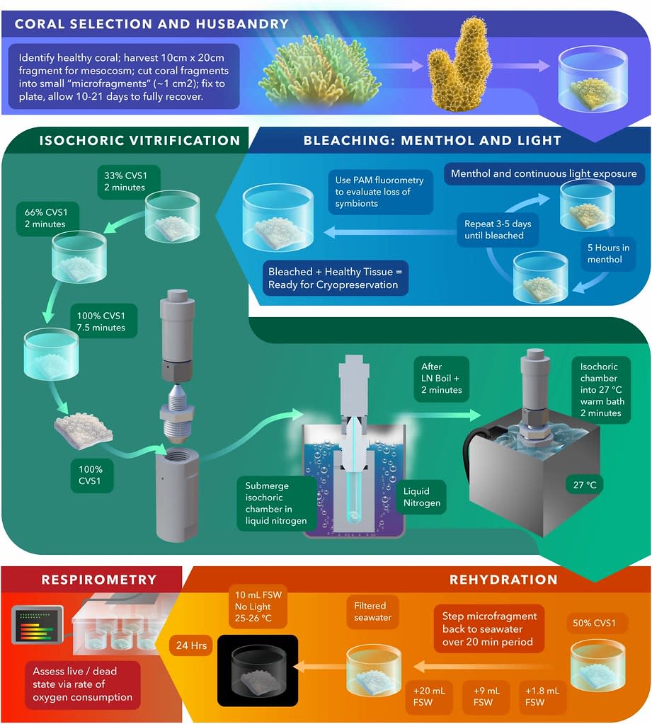 科學家正在測試透過「等體玻璃化（isochoric vitrification）」技術協助珊瑚保育工作。照片來源：Cryopreservation and revival of Hawaiian stony corals using isochoric vitrification論文／Nature Communications