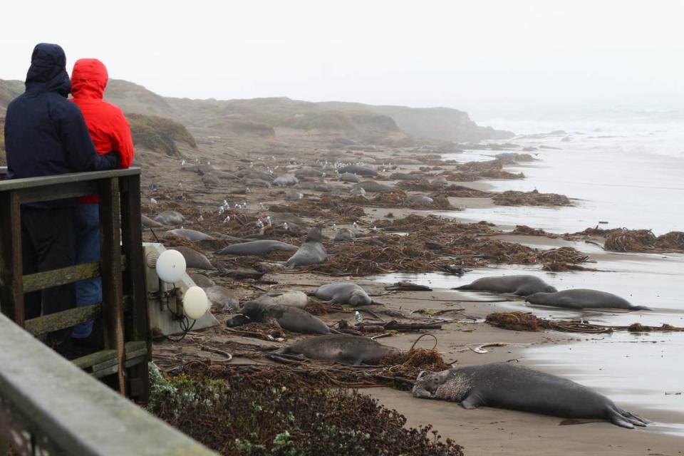 Visitors watch elephant seals at the Piedras Blancas rookery on Dec. 29, 2023.