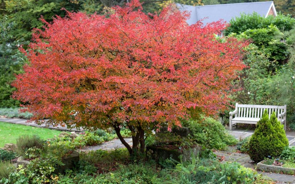 Eye-catching: Prunus 'Kojo-no-mai’ in autumn - Jenny Lily 