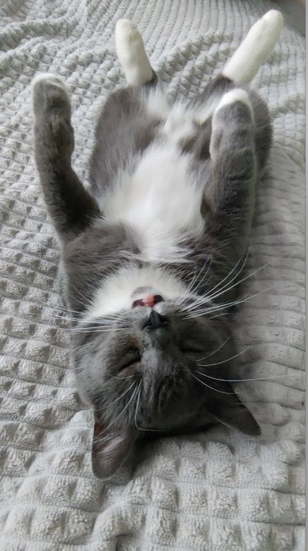 A cat lying on its back with paws up, resting on a textured surface