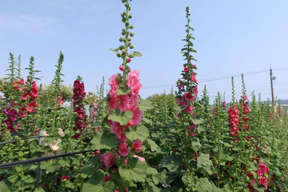 ▲員林市南區公園旁花田種植近萬株蜀葵花，近來陸續盛開，歡迎全國各地遊客前來員林欣賞「花中巨人」蜀葵花，漫步在萬紫千紅的蜀葵花海。（記者陳雅芳攝）