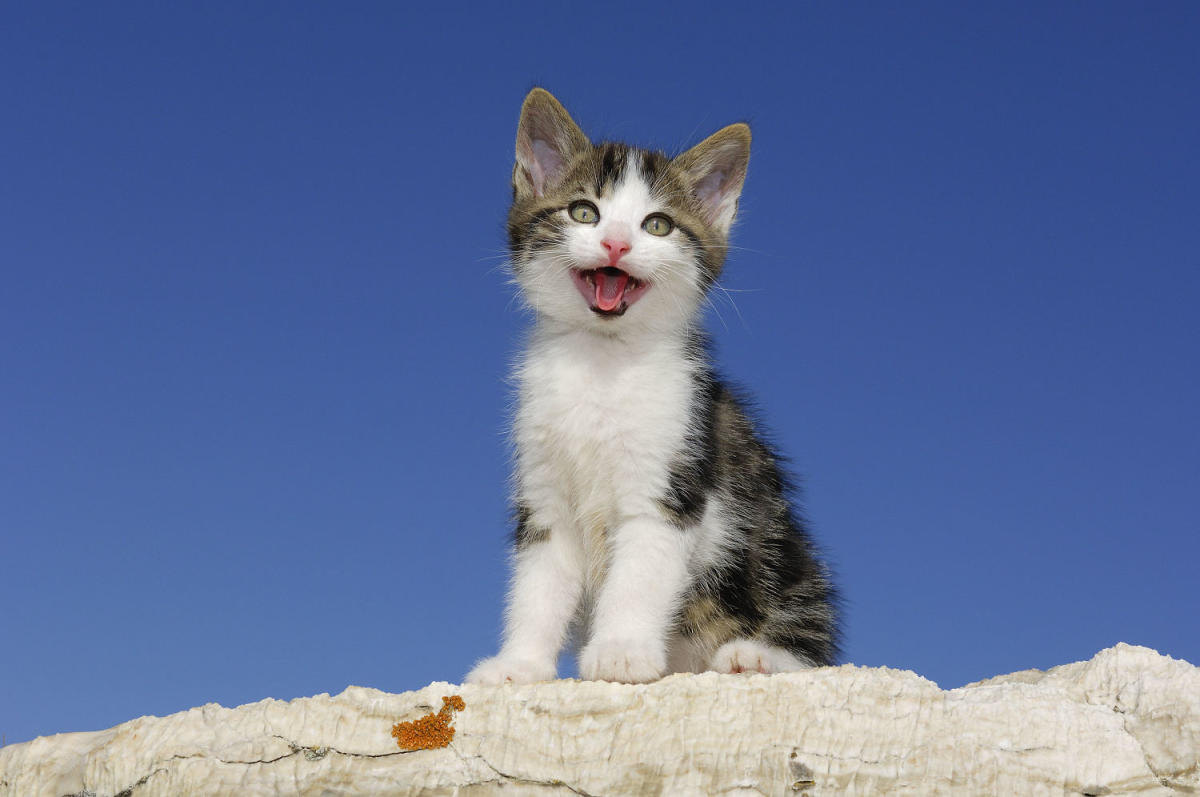 50 Funny Cat Jokes That Are Really Pawsome