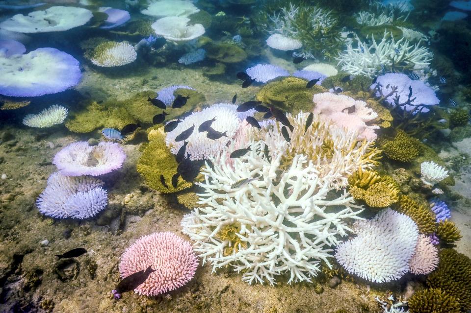 澳洲的大堡礁海洋公園局（GBRMPA）17日表示，壯觀的大堡礁（Great Barrier Reef）正經歷有史以來最嚴重的白化問題。（資料照／DAVID GRAY／AFP／Getty Images）