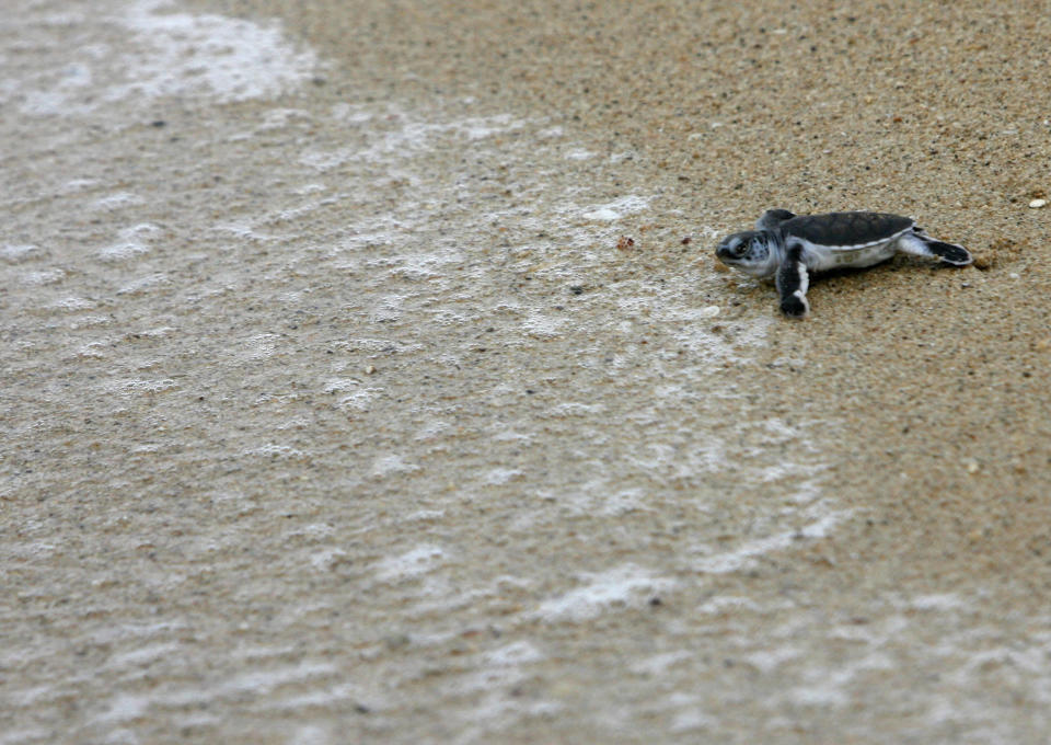 Baby turtles