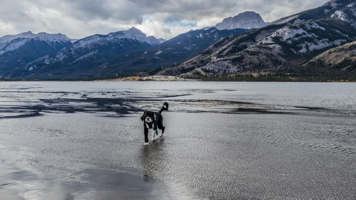 Portuguese water dog with mountain backdrop