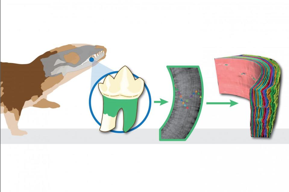 Researchers studied growth rings in the tooth sockets – deposited each year like tree rings – that could be counted to reveal how long the animals lived (University of Bristol) 