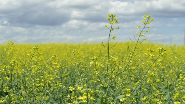 Growing demand for canola products was credited for the decision to build a processing plant in Northgate, Sask. (Riley Laychuk/CBC - image credit)