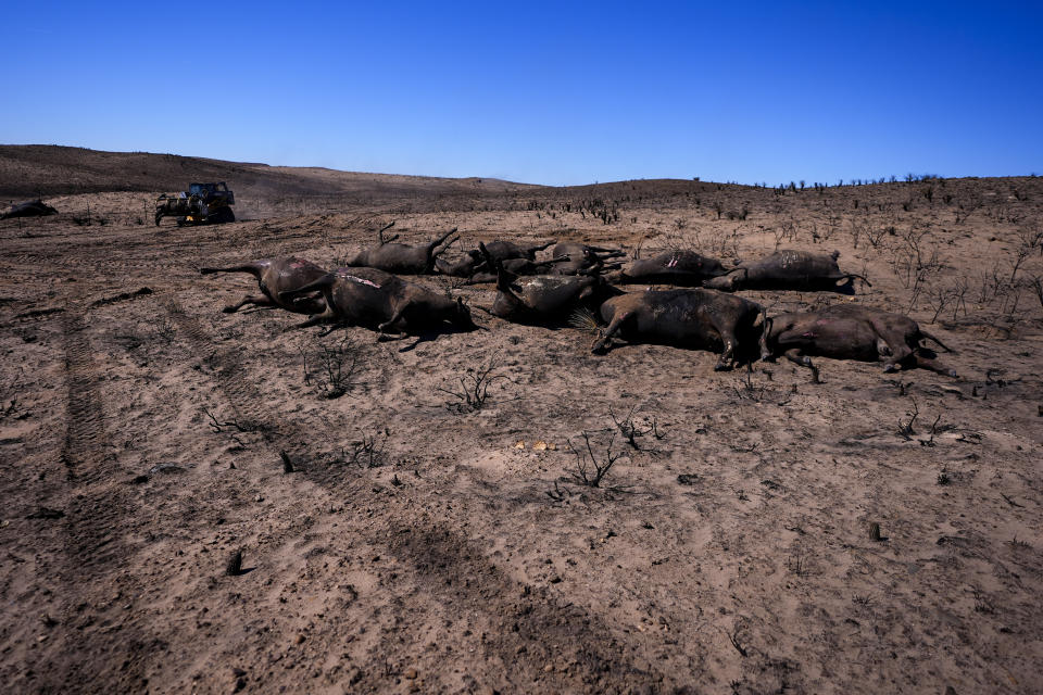 Ranchers move cattle killed by the Smokehouse Creek Fire out of burned ranch land, Friday, March 1, 2024, in Skellytown, Texas. The wildfire, which started Monday, has left behind a charred landscape of scorched prairie, dead cattle and burned-out homes in the Texas Panhandle. (AP Photo/Julio Cortez)