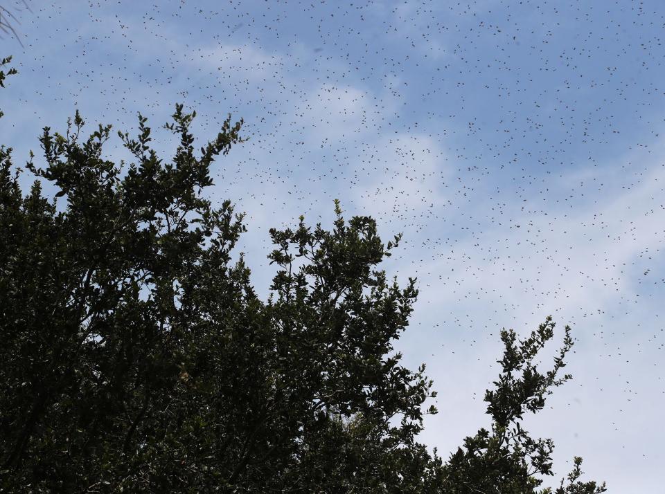 A swarm of bees fill the sky over beekeeper Marlin Athearn's property in New Smyrna Beach.