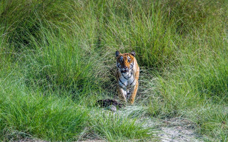 'The traveller’s dream of seeing a tiger is the stuff of nightmares for locals' - Getty