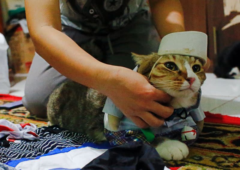 A cat is dressed in a cosplay costume in Jakarta