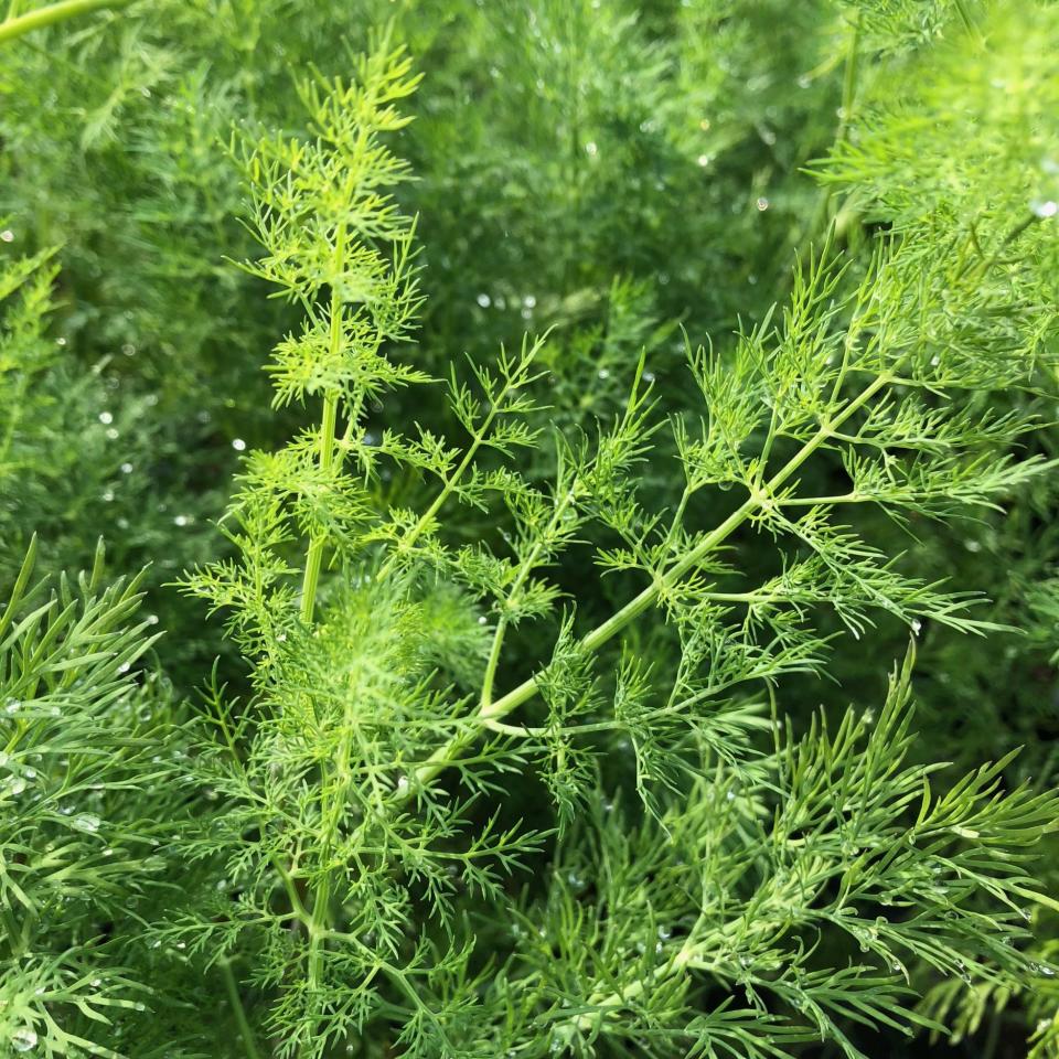 Dill