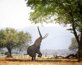 A large African Elephant known as Boswell deftly stands on two feet as he reaches for the tall branches with his trunk at Mana Pools, Zimbabwe.