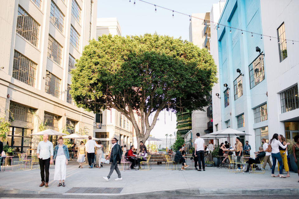 This ficus tree was moved to form a plaza at Row DTLA. - Credit: Courtesy: Row DTLA