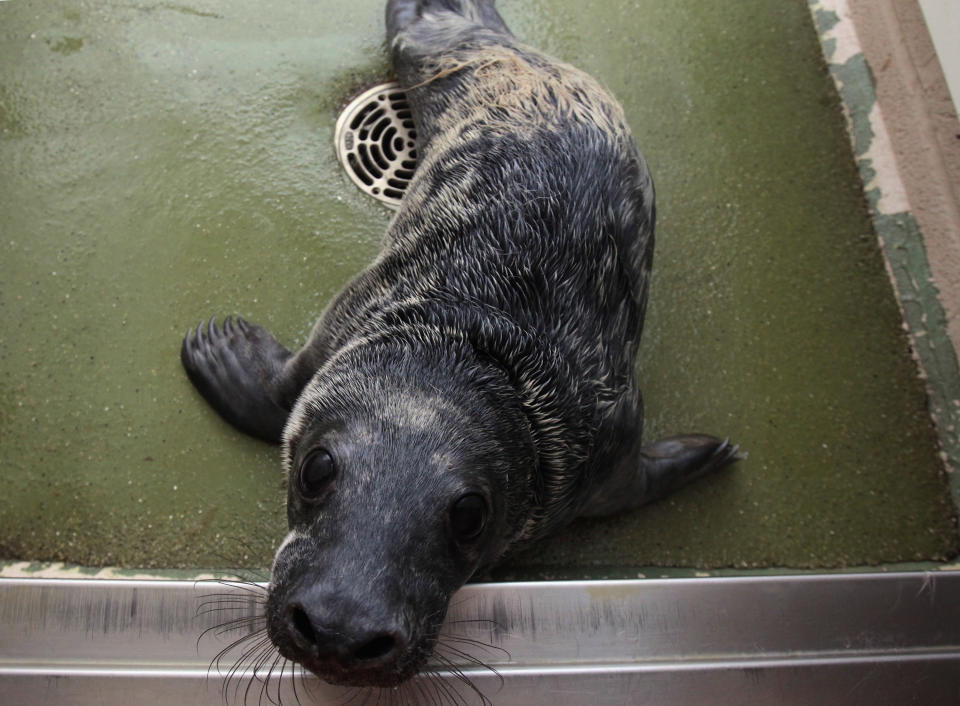 Seal pups