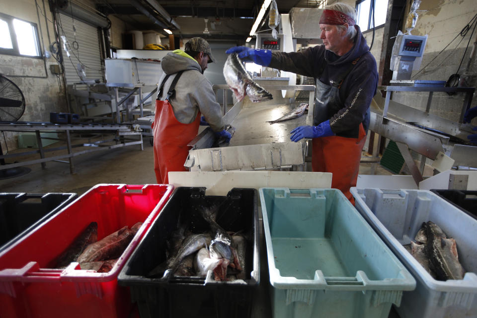 FILE - This March 25, 2020, file photo shows a small load of pollack being sorted as it comes off a boat at the Portland Fish Exchange in Portland, Maine. The amount of commercial fishing taking place worldwide has dipped since the start of the coronavirus pandemic, but scientists and conservation experts say it's unclear if the slowdown will help jeopardized species of sea life to recover. (AP Photo/Robert F. Bukaty)