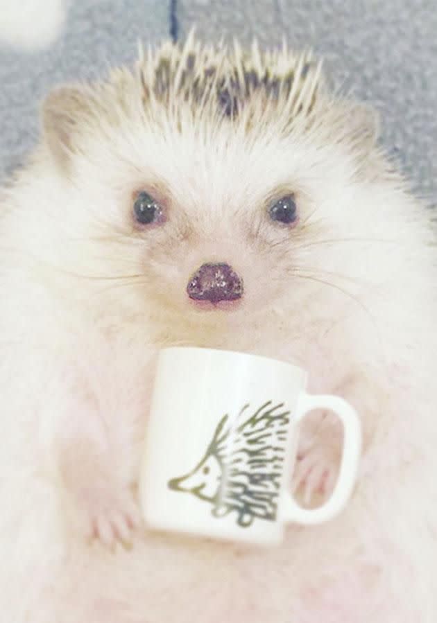 Azuki has his very own hedgehog mug! Photo: Instagram/hedgehog_azuki