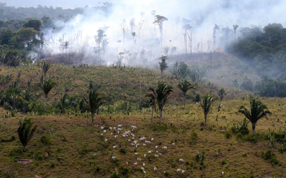 Cattle are seen next to a tract of Amazon jungle burning as it is cleared by farmers in Itaituba, Para, Brazil 26 September 2019.