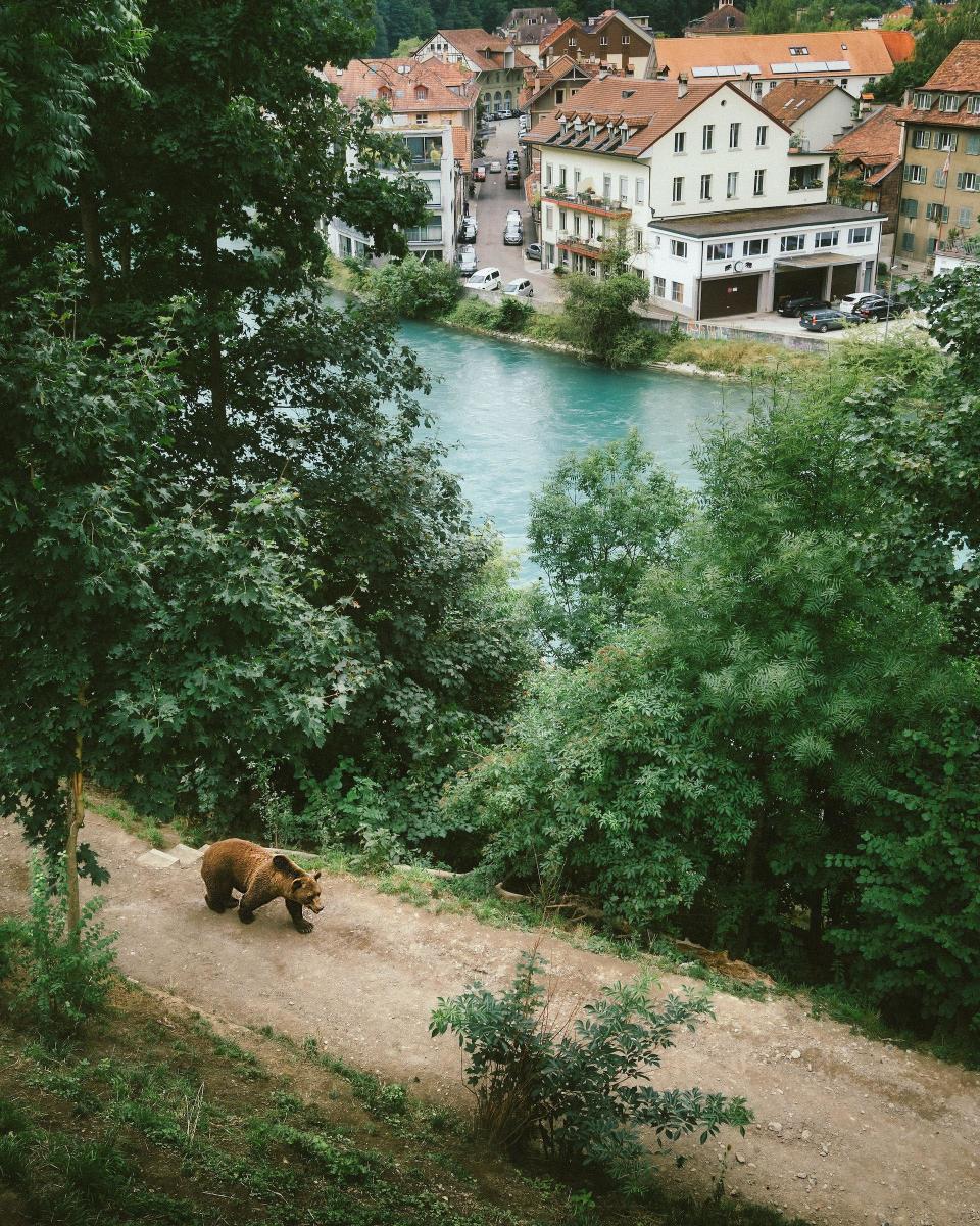 Grizzly Bear Kills Couple And Dog, But The Public Is Defending The Bear!