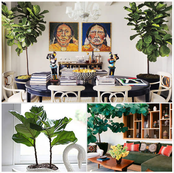 Fiddle Leaf Fig Trees