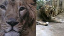 FILE PHOTO: Jamvan, an Asiatic lion, yawns inside its enclosure at Prague Zoo