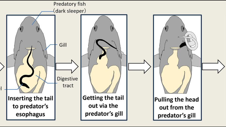 These illustrations show the steps a swallowed Japanese eel takes to free itself from a fish's stomach. - Yuha Hasegawa/Yuuki Kawabata