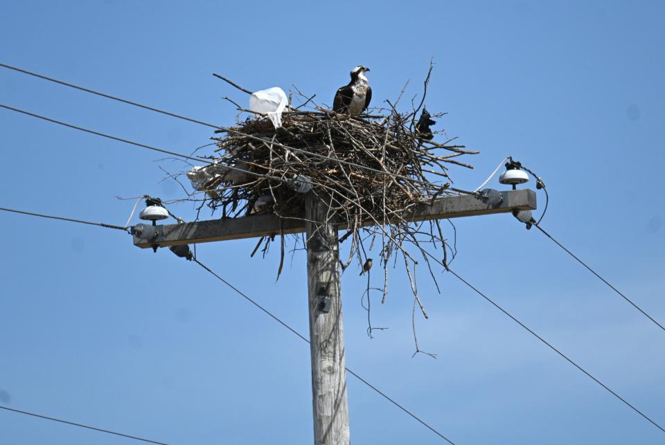 The male osprey watches for his mate to return to the new nest on Union City Road Tuesday.