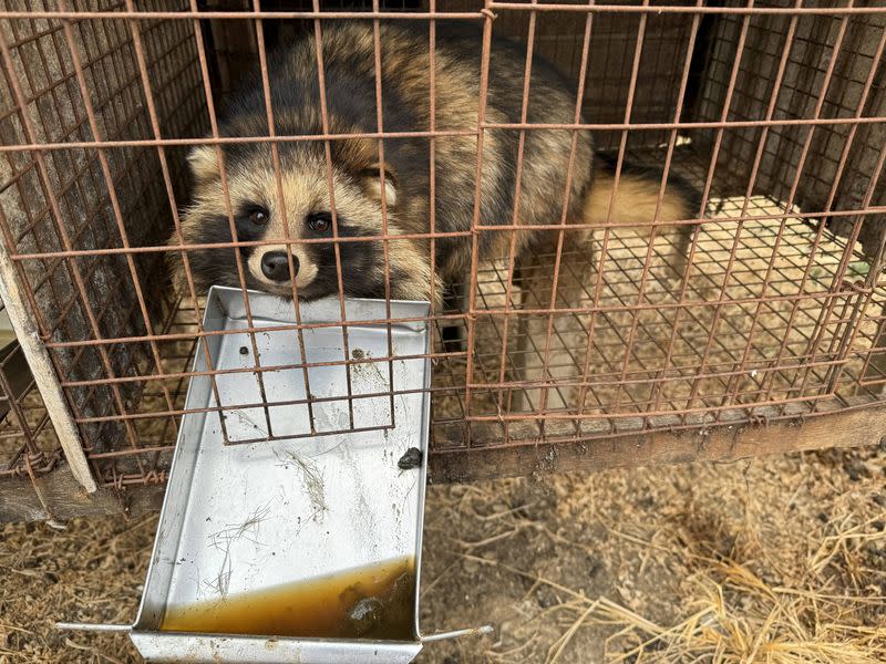 A raccoon dog sits inside a cage at a fur farm in Pulandian, Liaoning province