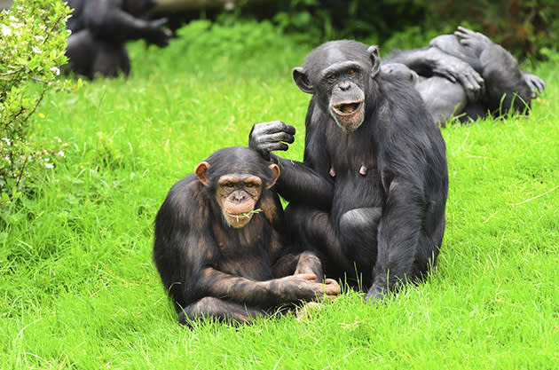 Chimpanzees (Thinkstock)