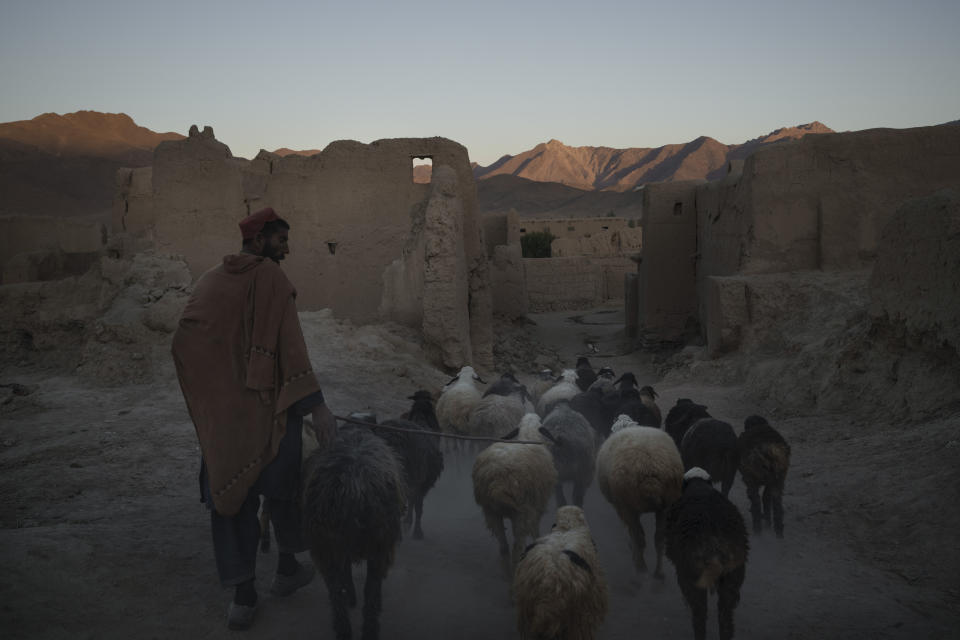 An Afghan man walks his sheep at Salar village, Wardak province, Afghanistan, Tuesday, Oct. 12, 2021. In urban centers, public discontent toward the Taliban is focused on threats to personal freedoms, including the rights of women. In Salar, these barely resonate. The ideological gap between the Taliban leadership and the rural conservative community is not wide. Many villagers supported the insurgency and celebrated the Aug. 15 fall of Kabul which consolidated Taliban control across the country. (AP Photo/Felipe Dana)