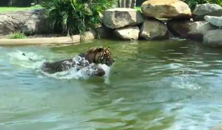 Off target: No matter how hard the tiger tried he couldn't catch the duck (Facebook/Symbio Wildlife Park)