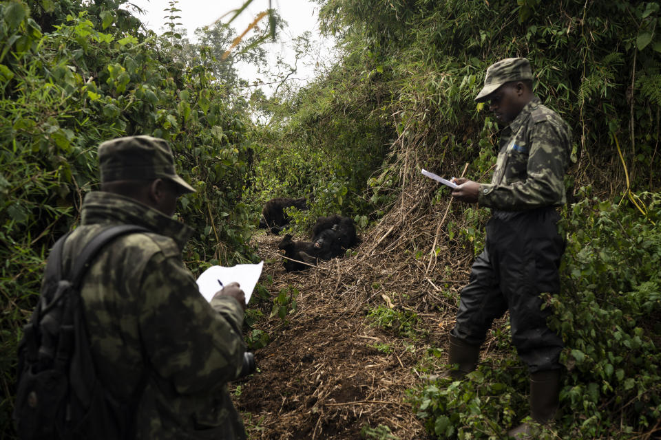 Gorilla trackers observe gorillas of the Agasha group as they play in Volcanoes National Park, Rwanda. (Photo: Felipe Dana/AP)
