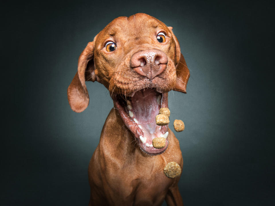 Hilarious photos of dogs trying to catch treats