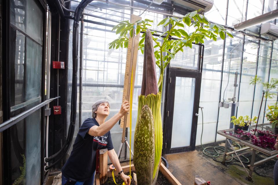 Dr. Carol Baskauf measures the corpse flower Zeus at Austin Peay State University.