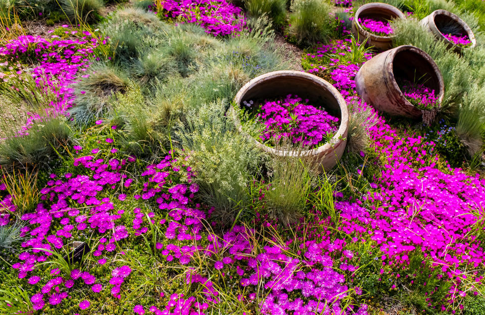 10 plantes vivaces tapissantes pour un jardin ensoleillé