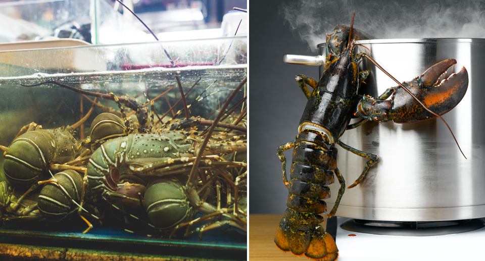 Split screen. Left - lobsters in a tank. Right - a lobster crawling out of a pot.