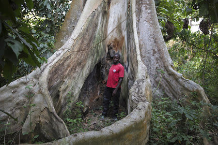 Etienne Ouamouno, father of Ebola patient zero, stands by the kapok tree where scientists say his two-year-old son might have contracted Ebola from bats in Meliandou, Guinea, February 4, 2015. REUTERS/Misha Hussain