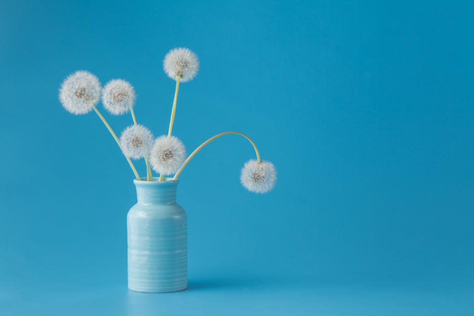 Dandelions in vase on blue background