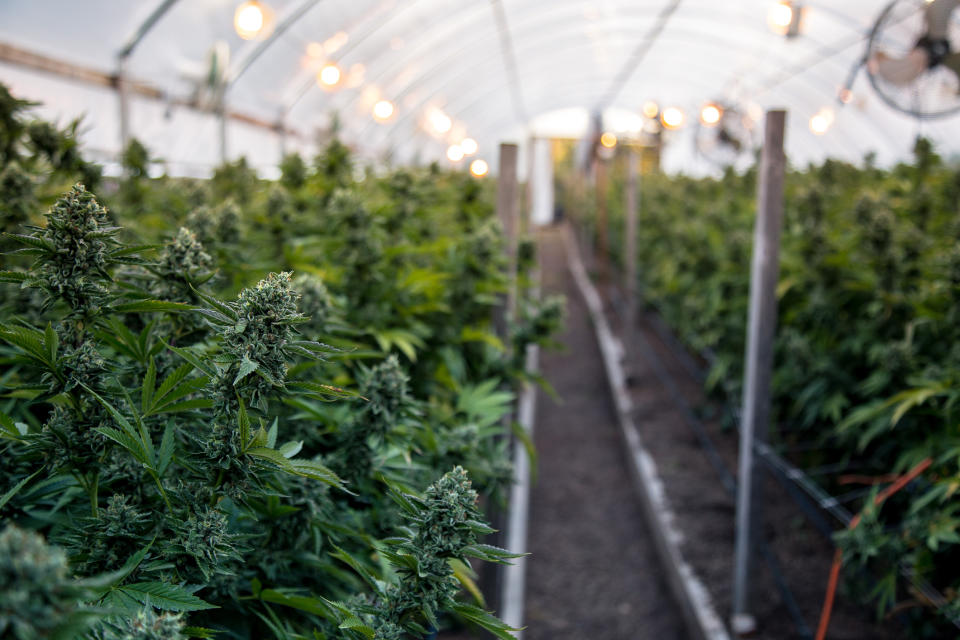 Rows of marijuana plants growing inside a greenhouse.