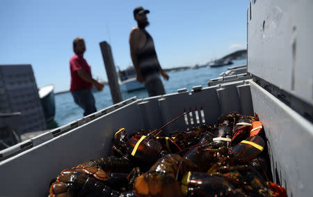 Lobsters are seen in a crate after being brought in by a lobsterman in Stonington, Maine, U.S., July 5, 2017. REUTERS/Shannon Stapleton