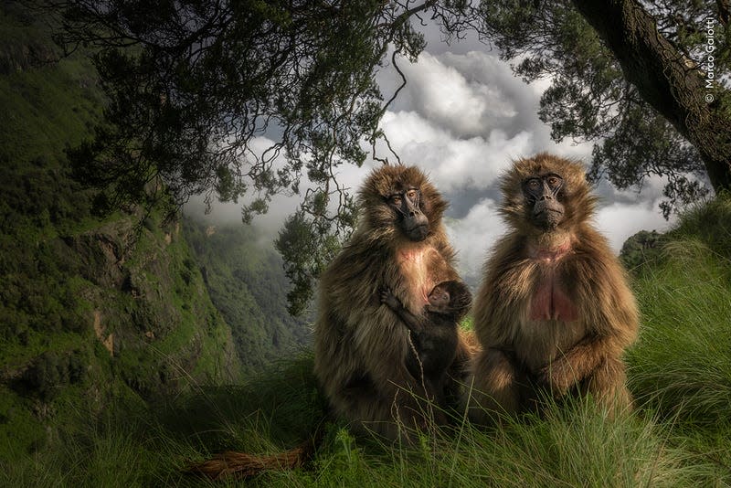 Photo: Marco Gaiotti / Wildlife Photographer of the Year