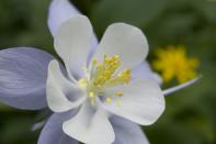 <p>Named for the mountains on which it grows, the <a href="https://statesymbolsusa.org/symbol/colorado/state-flower/rocky-mountain-columbine" rel="nofollow noopener" target="_blank" data-ylk="slk:Rocky Mountain Columbine;elm:context_link;itc:0;sec:content-canvas" class="link ">Rocky Mountain Columbine</a> is so gorgeous, a law had to be enacted in 1925 to keep people from taking them for their personal gardens.</p>