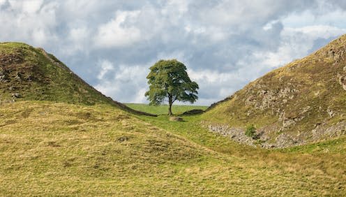 <span class="caption">The Sycamore Gap tree on Hadrian's Wall, UK.</span> <span class="attribution"><a class="link " href="https://www.shutterstock.com/image-photo/sycamore-gap-on-hadrians-wall-511892797" rel="nofollow noopener" target="_blank" data-ylk="slk:Mark Godden/Shutterstock;elm:context_link;itc:0;sec:content-canvas">Mark Godden/Shutterstock</a></span>