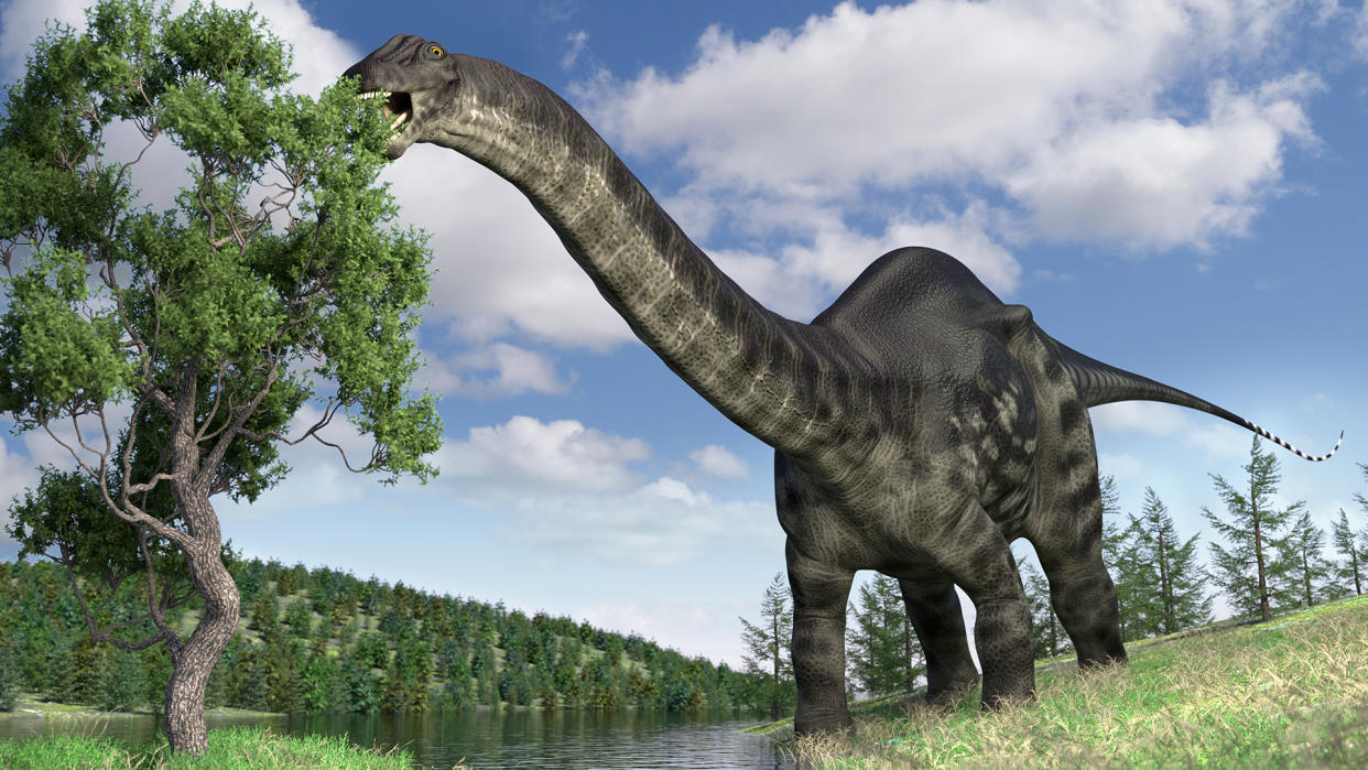  Brontosaurus eating tree, illustration. 