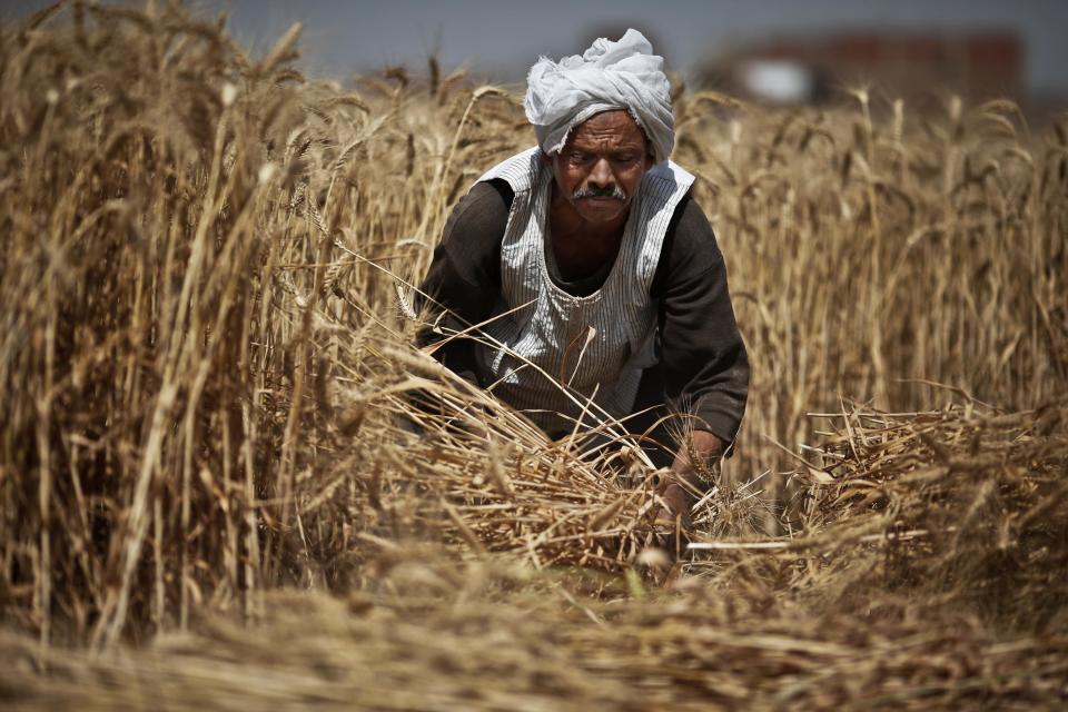 FILE - In this Monday, May 13, 2013 file photo, Rida Ibrahim, a 62-year-old Egyptian farmer, harvests wheat on his farm, in Qalubiyah, north Cairo, Egypt. Egypt's farmers have begun the annual wheat harvest. This year, it comes as the government is trying to rein in its decades-old policy of subsidizing bread with a new electronic smart-card system. The minister of supply says that the new system will save the government money and better target the country's poorest. He also says that Egypt, the world's largest importer of wheat, will continue to rely on foreign sources for the staple crop. Unrest in Ukraine has pushed up wheat prices worldwide in recent months. (AP Photo/Hassan Ammar, File)