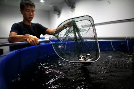 Head of farmers Darren Ho shows fish used in aquaponics at an urban farm in Singapore June 20, 2017. REUTERS/Thomas White