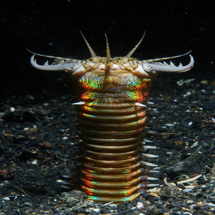 a bobbit worm