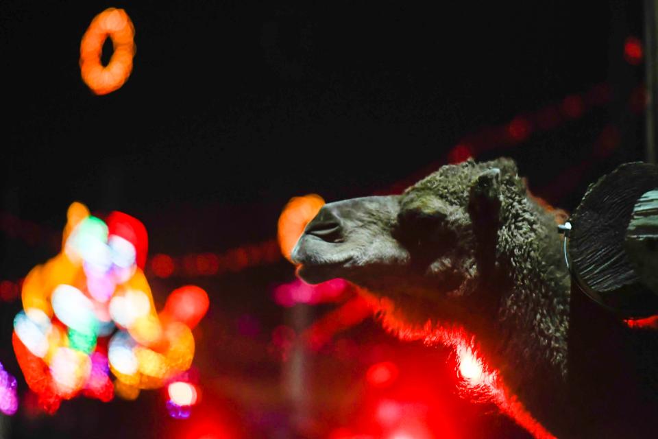 A camel greets cars during Hollywild Nature Preserve's Magic of Lights drive-through holiday light display on Thursday, Dec. 7, 2023 in Wellford, SC. Hollywild's event will be open to the public through December 31.