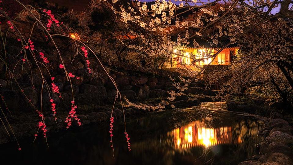 光陽梅花村（Image Source : Getty Creative/iStockphoto）