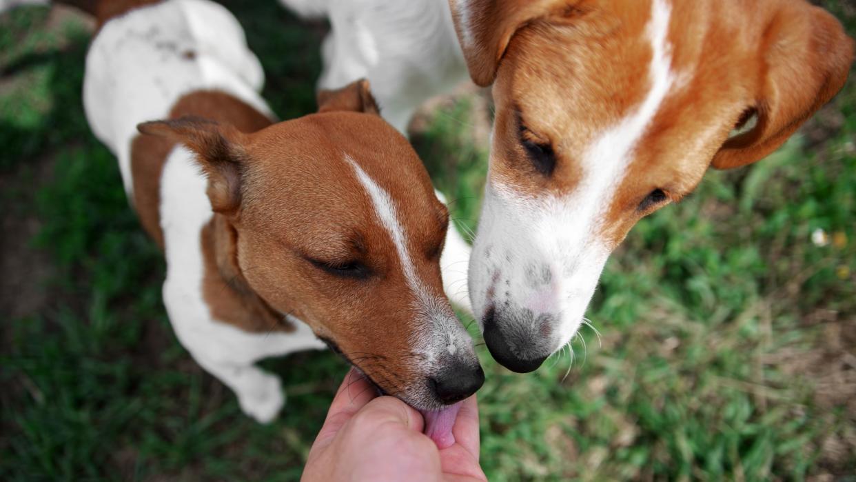  Dogs sniffing each other. 